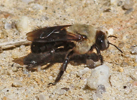 Hibiscus Bee Hibiscus Bee